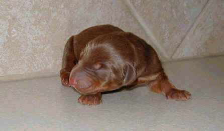 1 day old red rust male doberman puppy