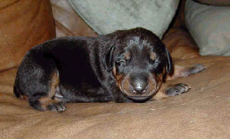 Doberman puppies at 1 week old