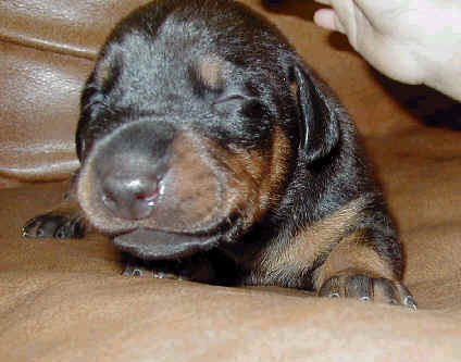 Doberman puppies at 1 week old