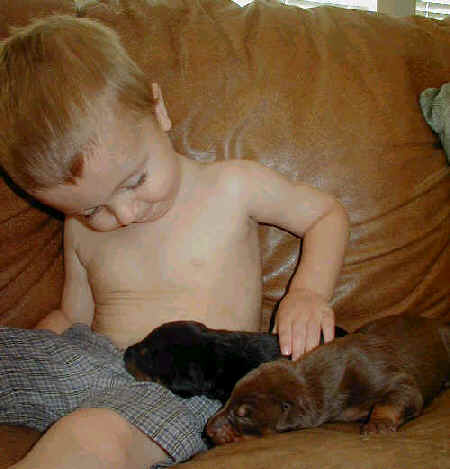 Doberman puppies at 1 week old