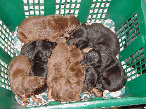 Doberman puppies at 2 weeks old