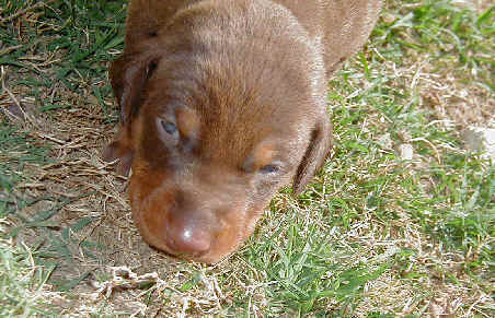 Doberman puppies at 2 weeks old