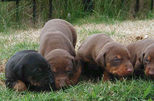 Doberman puppies at 2 weeks old