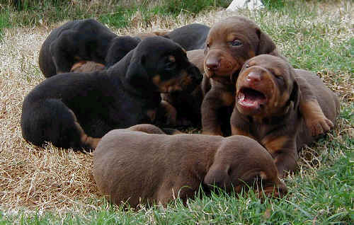 Doberman puppies at 2 weeks old