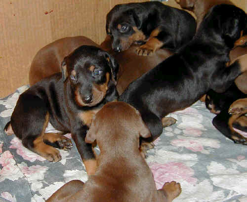 Doberman puppies at 3 weeks old