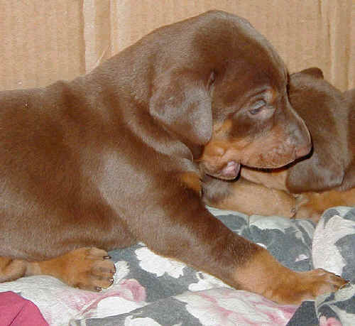 Doberman puppies at 3 weeks old