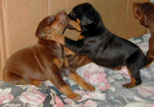 Doberman puppies at 3 weeks old