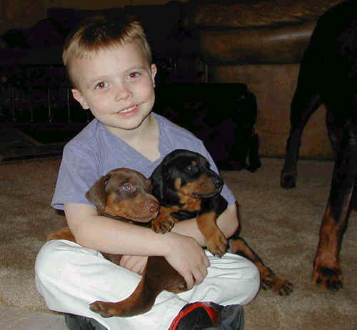 Doberman puppies at 4 weeks old