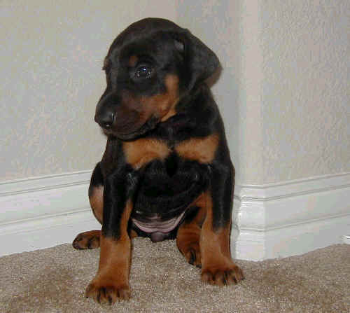 Doberman puppies at 4 weeks old