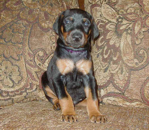 Doberman puppies at 5 weeks old