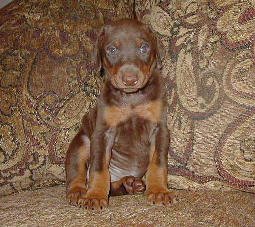 Doberman puppies at 5 weeks old