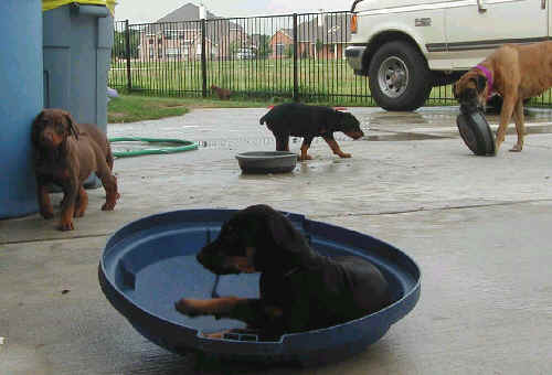 Doberman puppies at 6 weeks old