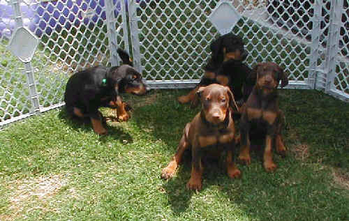 Doberman puppies at 6 weeks old