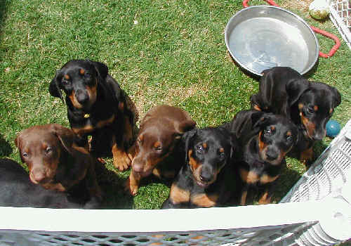 Doberman puppies at 6 weeks old