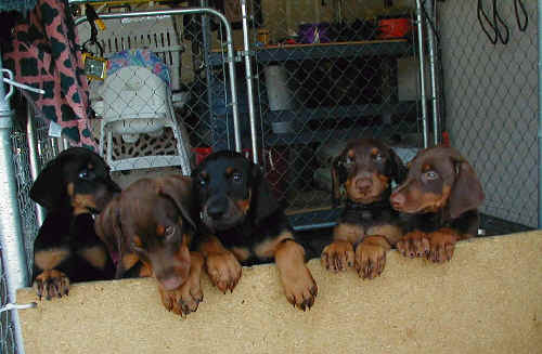 Doberman puppies at 7 weeks old