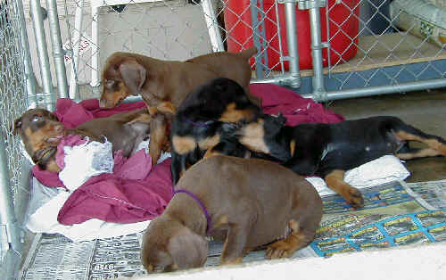 Doberman puppies at 7 weeks old