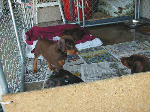 Doberman puppies at 7 weeks old