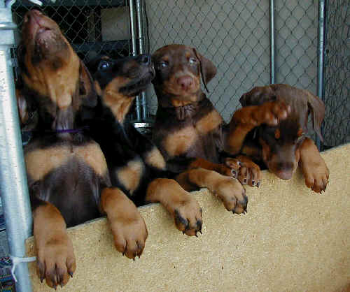 Doberman puppies at 7 weeks old