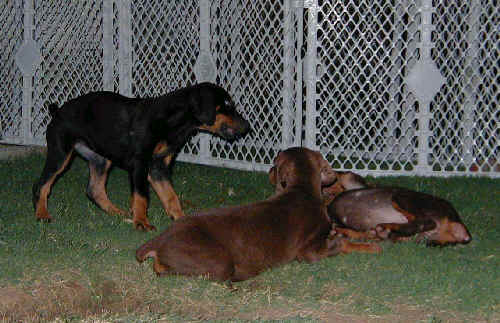 Doberman puppies at 8 weeks old