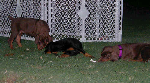 Doberman puppies at 8 weeks old