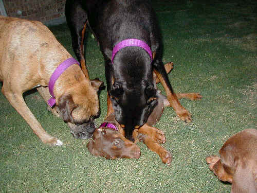 Doberman puppies at 8 weeks old