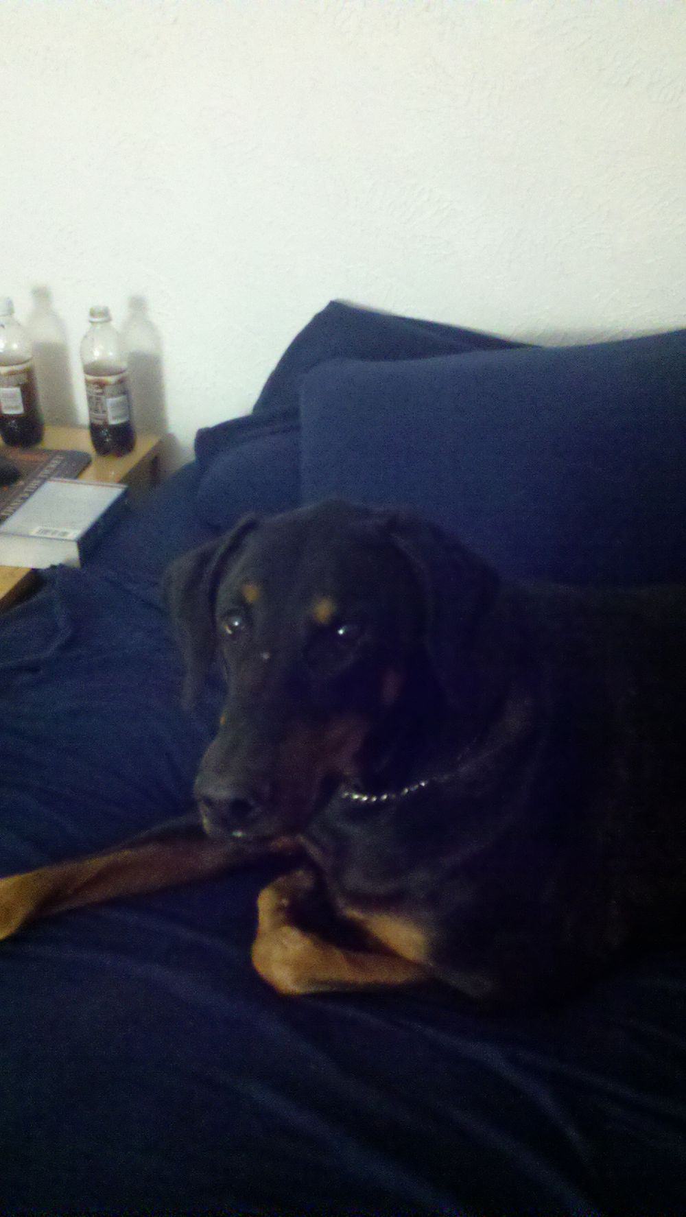 black and rust male doberman