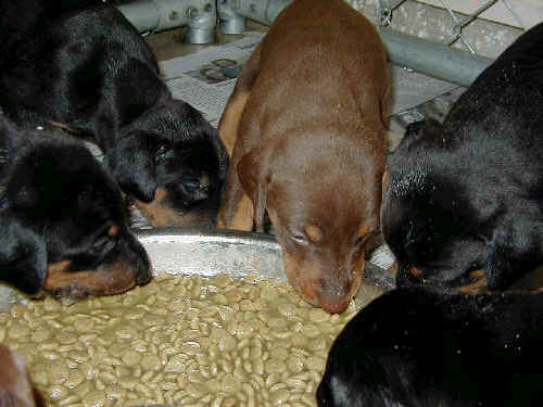 doberman puppies eating for first time