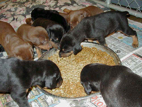 doberman puppies eating for first time