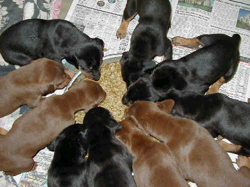 doberman puppies eating for first time