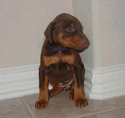 red and rust female doberman puppy