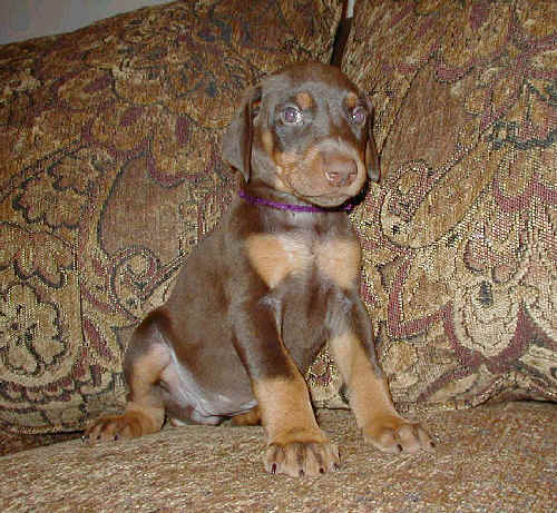 red rust female doberman puppy