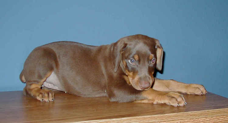 red and rust female doberman puppy