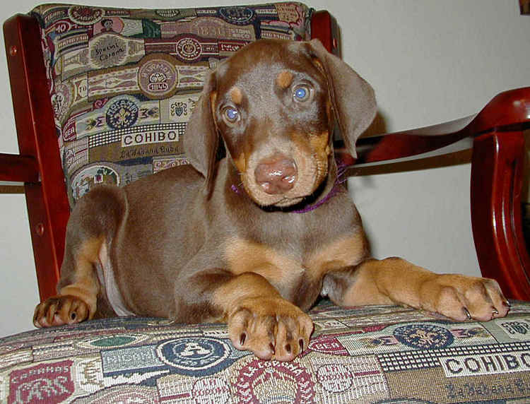 red and rust female doberman puppy