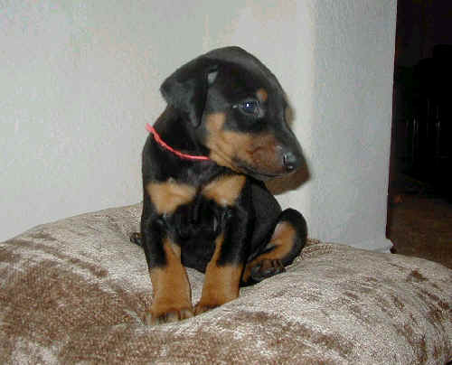 Doberman puppy at 4 weeks old