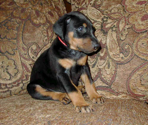 black and rust female doberman puppy