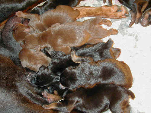 Doberman puppies tail docking and dew claw removal