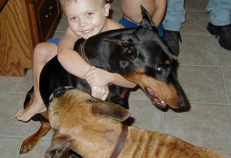 child with doberman and boxer best buddies