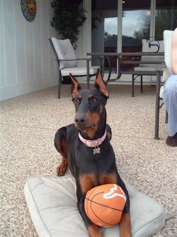 black and rust female doberman