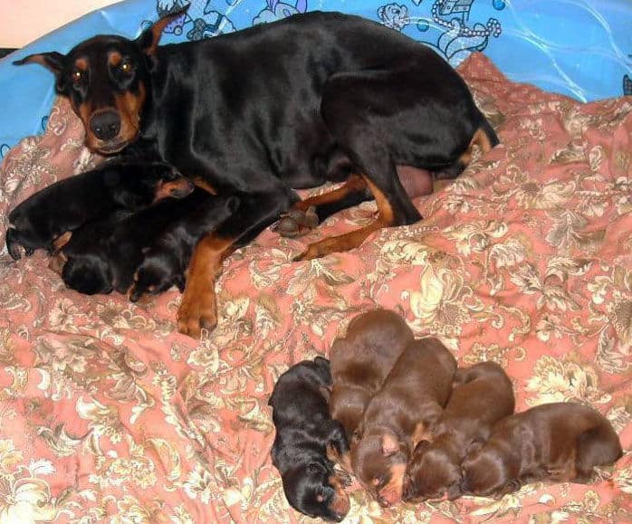 two week old doberman puppies blacks and reds