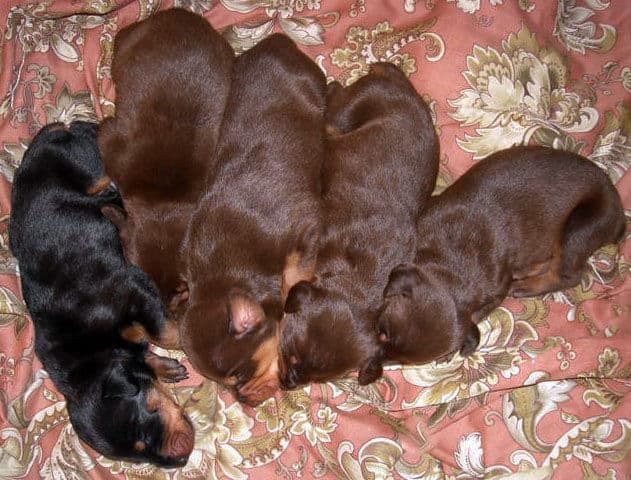 two week old doberman puppies blacks and reds