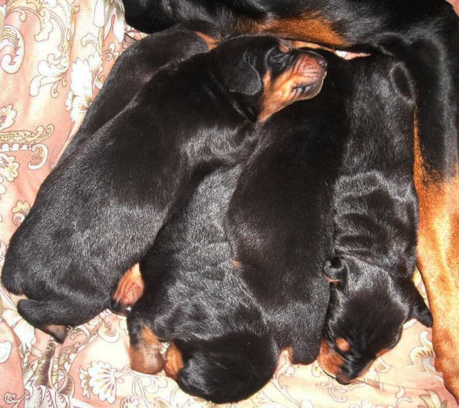 two week old doberman puppies blacks and reds