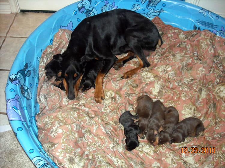 two week old doberman puppies blacks and reds