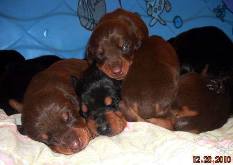 three week old doberman puppies blacks and reds