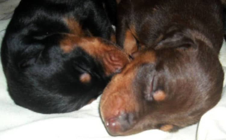 three week old doberman puppies blacks and reds