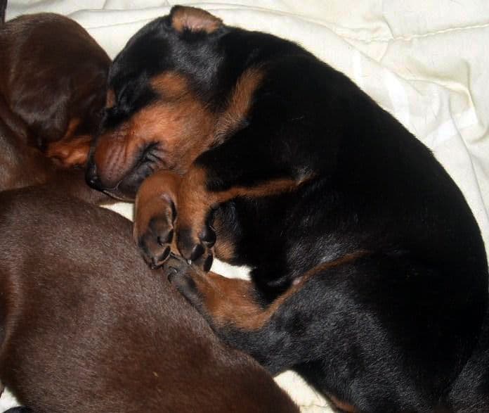 three week old doberman puppies blacks and reds