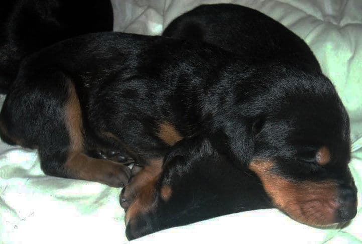 three week old doberman puppies blacks and reds