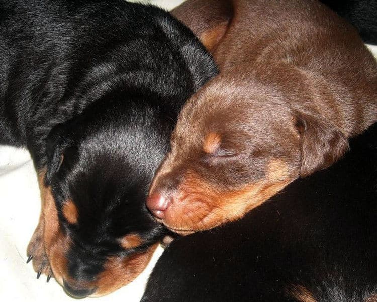 three week old doberman puppies blacks and reds