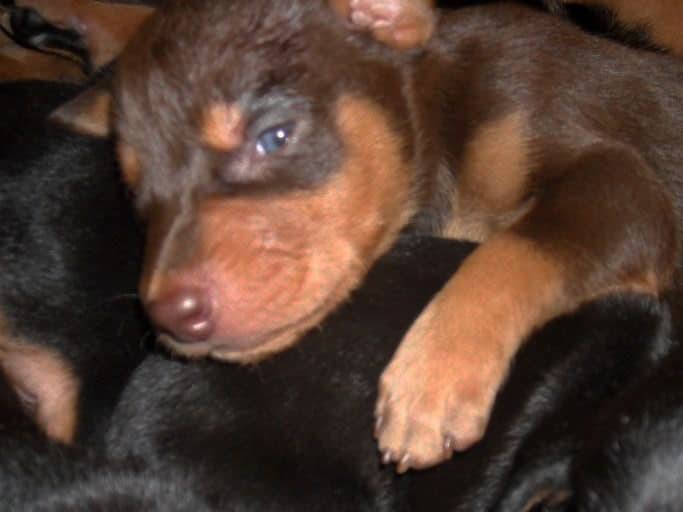 three week old doberman puppies blacks and reds