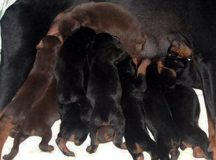 three week old doberman puppies blacks and reds