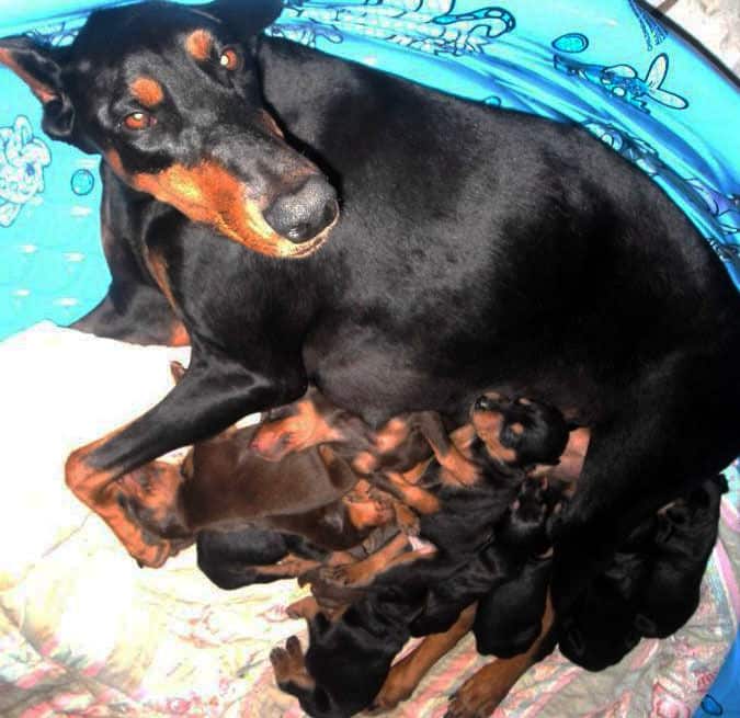 three week old doberman puppies blacks and reds